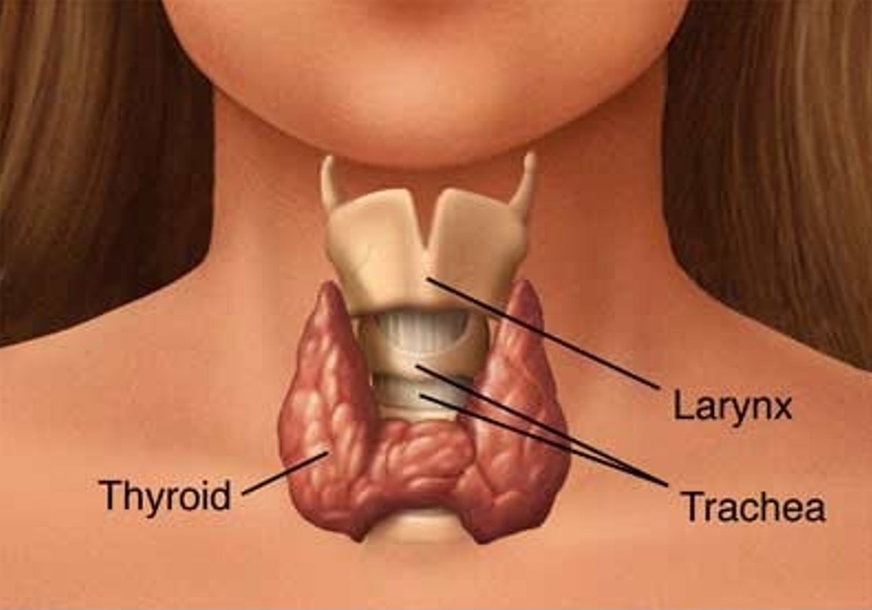 thyroid stress